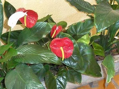 Voa Samuka Hotel Florianópolis 3*,  Brasile